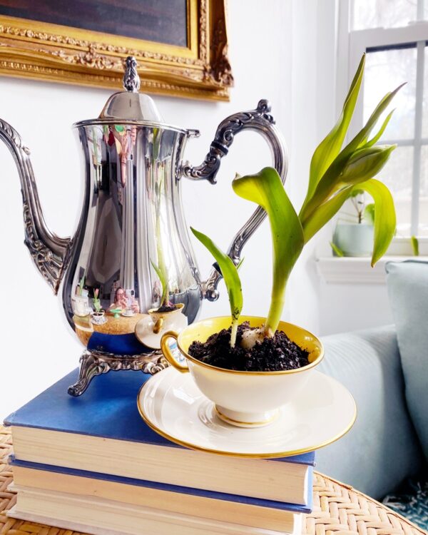 White Cream & Yellow Teacup with Tulip Bulb